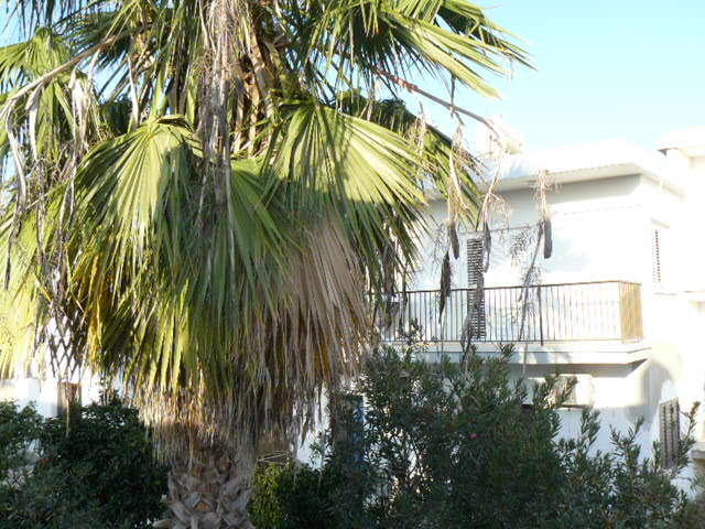 Apartmán Katalimata Court Ayia Napa Exteriér fotografie